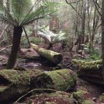 【タスマニア】美味しい空気を吸いに世界遺産マウントフィールド国立公園へ行こう【ホバート】