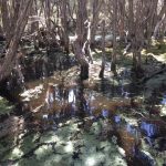 【タスマニア】野生動物の楽園ナラウンタプ国立公園は見所満載!カモノハシはどこへ【デボンポート】